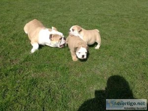 English Bulldogs