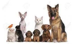 Want to protect your household pets
