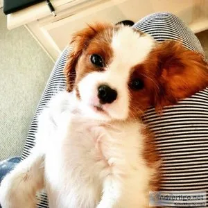 Cavalier King Charles Puppies