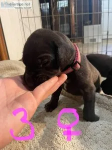 great dane puppies puppies for sale