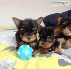 Beautiful Yorkie Puppies Available