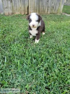 Australian Shepherd Red Tri Female