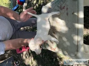 American Field Registered English Setter Puppies