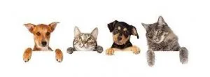 Could you use a pet benefit plan
