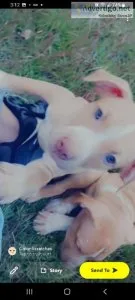 Red Nose American pit bull puppies