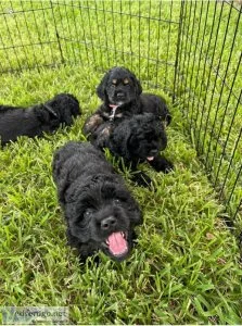 Cocker Spaniel puppies for sale