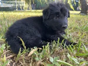 AKC German Shepherd Pups