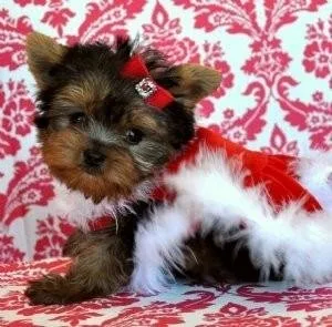 Free yorkie puppies for adoption