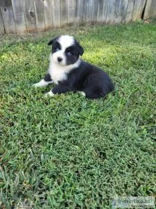 Australian Shepherd Black Tri Male