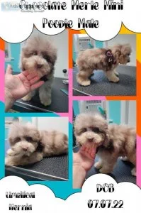 Chocolate Merle Mini Poodle Male