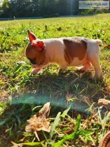 Akc french bulldog