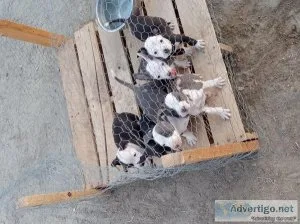 Pitbulls puppies for sale.....