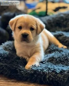 Labrador retriever