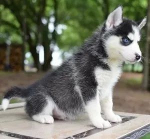 Sweet Siberian Husky puppies For Adoption