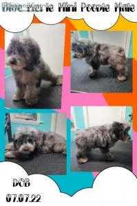 Blue Merle Mini Poodle Male