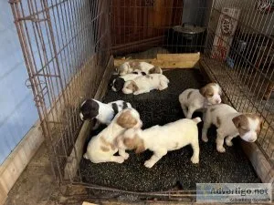 AKC Registered Brittany Puppies