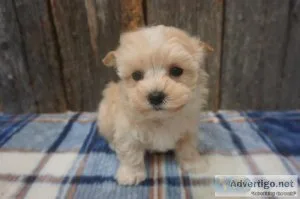 Maltipoo puppies 10 lbs adult weight