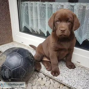 Registered Chocolate Labradors