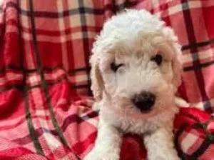 Toypetite Goldendoodles Females