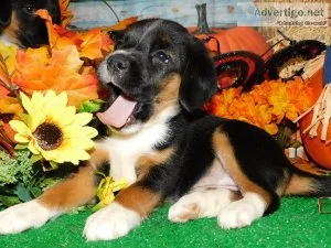 Chicago BeagleRat Terrier X. Family Raised. Financing.