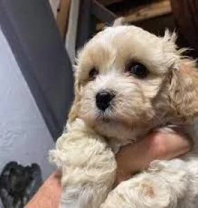 Shihpoo (Shitzu x Poodle) Only 2 Females left