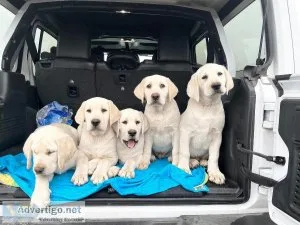 English Lab Puppies
