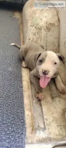 AmericanBlue pit-pups