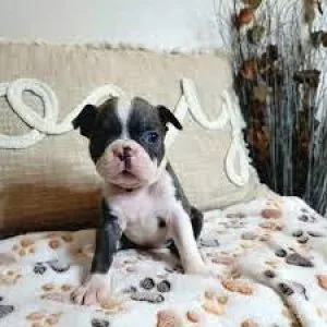 Boston Terrier puppies