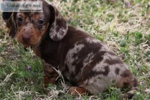  Super-Healthy Well Trianed Dachshund Puppies (612) 470-8755