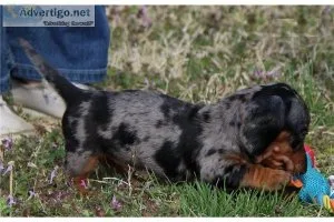.funnyhilarious 2 Daschund Puppies Readdy for Rehoming - (612) 4