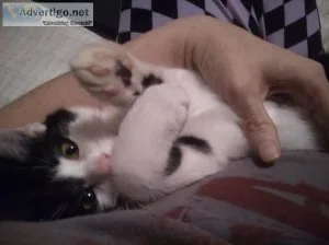 Two boy kittens find a home together they need a good home and f