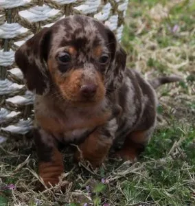 . Healthy Well-Trianed Dachshund Puppies For Re-homing-(612) 470