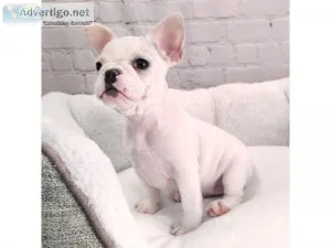 French Bulldog Puppies For sale