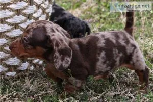.Loving adoring fond Potty Trained Daschund Puppies(612) 470-875