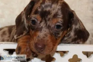 .&quotVigorousene rgetic Healthy Well Trianed dachshund puppies-