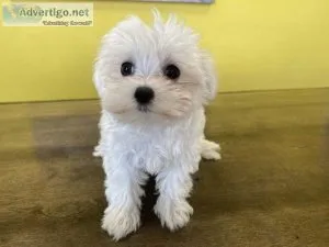 MaltesePoodle puppies-2 available
