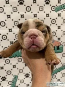 English Bulldog Puppies