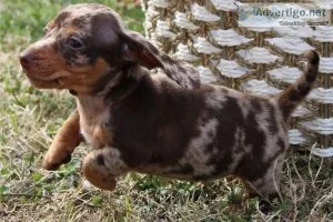 % bright-Healthy Well Trianed dachshund puppies for rehoming - .