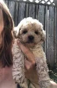 TOY POODLE PUPPIES - 2 MONTHS HEALTH INSURANCE