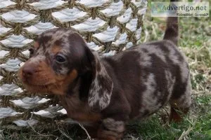 AgreeAgreeAgreeab le Healthy Well Trianed Dachshund Puppies -. (