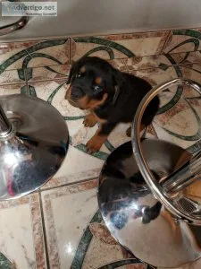 Rottweiler male puppy