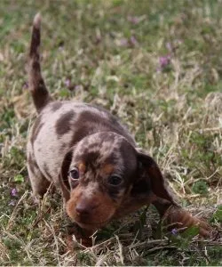 artisticimaginati veinventive Lovely-well trained Daschund Puppi