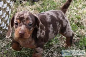 .Super FriendlyHealthy Well Trianed dachshunds-. (612) 470-8755.