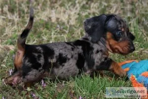 DiploDiplomatic MaleFemale Well Trianed Dachshund Puppies for re