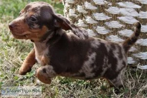 .. Creative - 2 healthy Dachshund Puppies -(612) 470-8755