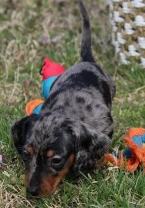 persistent stubborn single-minded MF Daschund Puppies available