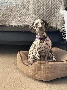 Purebred AKC dalmatian puppies