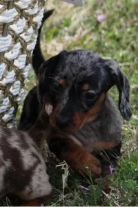 Energeticdynamic Healthy Well Trianed Dachshund Puppies-(612) 47