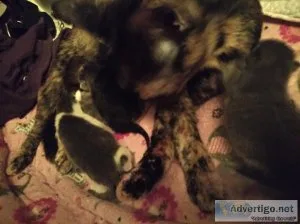 New born kittens 3 girls and 1boy