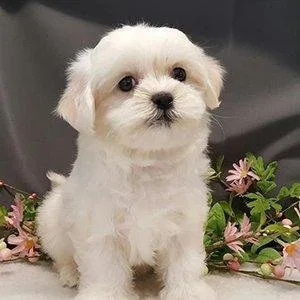 Gorgeous toy shih poos